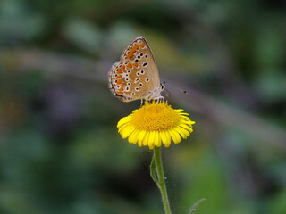 Nature Collection