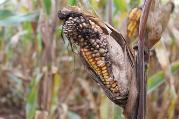 Milho estragado