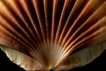 Close up on the fan pattern of an Irish flat shell