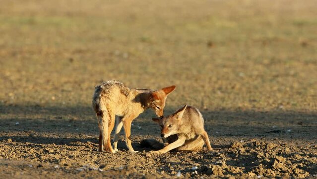 A pair of black-backed jackals (Canis mesomelas) Interacting, Kalahari desert, South Africa