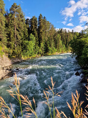 The course of a mountain river, grass ahead, a coniferous green forest in summer. vertical photo....