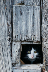 Close-up of a black and white cat hiding behind a wooden door, revealing its face in the shadows. Predatory concept, intelligence and cunning.