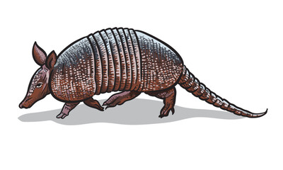 Armadillo standing isolated illustration. Wild North American animals