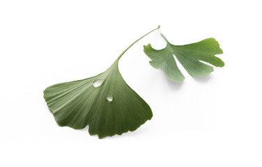 Fresh ginkgo leaf isolated on white background. Gingko Biloba with water drops, closeup.
