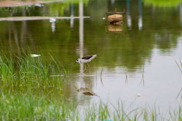 Beautiful Bird Standing In Water