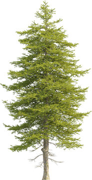 Side view of pine tree