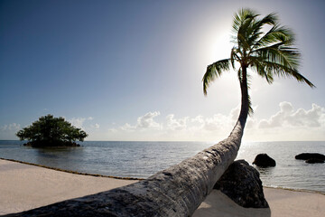 palm tree at the beach