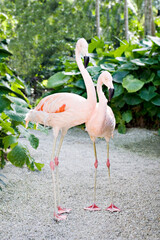pink flamingoes
