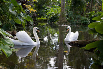 swans at a lake