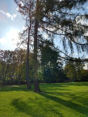Autumn colorful leaves on the ground and on the trees.