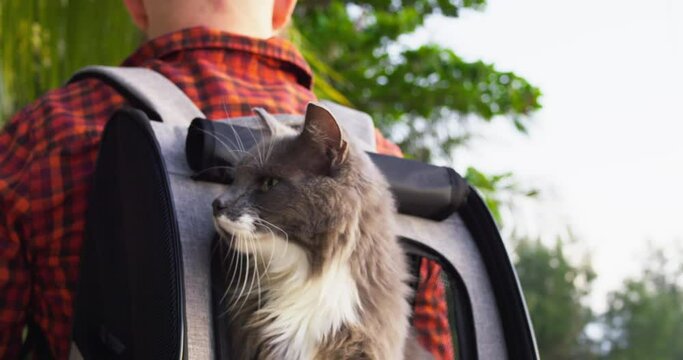 Cat peeks out of backpack on the owner's back. Cinematic shot of man travels with his cat around the world with backpack. Travel with your pet in backpack on your shoulders and spend time together.