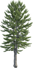 Side view of pine tree