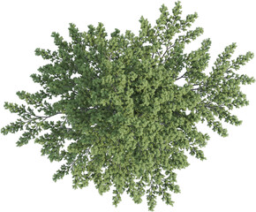 Obraz premium Top view of pine tree