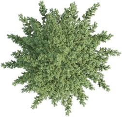 Top view of pine tree