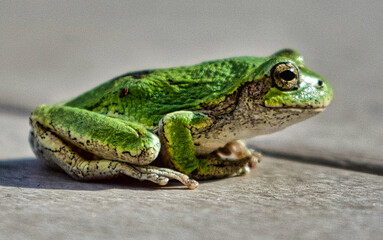 tree frog profile pose - love the green and texture