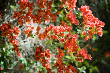 red flowers