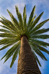 palm tree closeup
