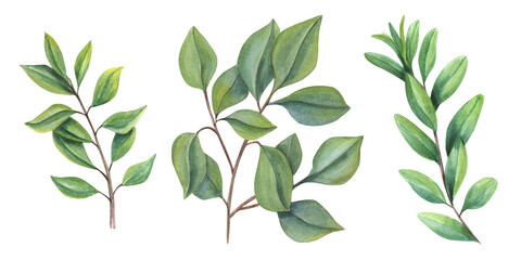 Set of watercolor abstract leaves. Green Branch. Collection botanical elements isolated on transparent background. Illustration for Valentines day, birthday, mothers day, greeting, wedding Invitation.