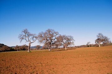 trees in a field of dirt