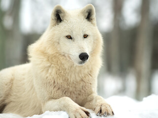 Polar white wolf lies on the background of the forest © fotomaster