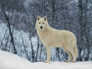 polar wolf stands in the background of the forest