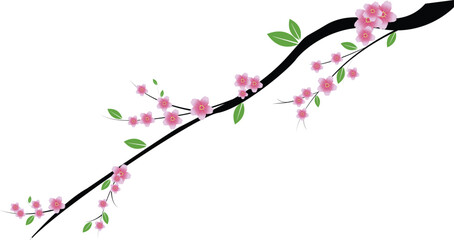Fototapeta premium Cherry blossom with branch, design material vector isolated for design
