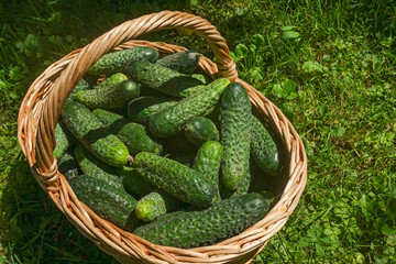 Cucumbers in a basket on green grass Harvesting vegetables