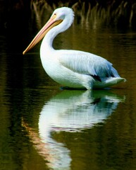 Reflection of a White Pelican 