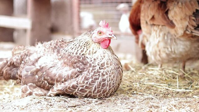 The hen is sitting in the chicken coop, close-up. The concept of agriculture and domestic animals. Different birds in agriculture. Organic food