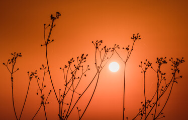silhouette of a plant among orange sky