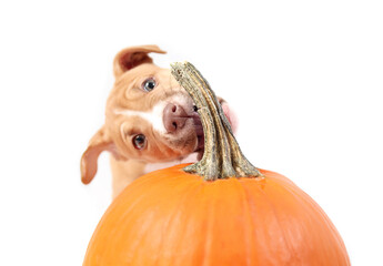 Curios puppy dog chewing pumpkin. Fall season or Halloween concept. Cute puppy biting or eating squash stem while holding it with one paw. 12 weeks old female Boxer Pitbull mix. Selective focus. - obrazy, fototapety, plakaty