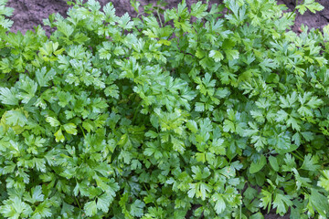 Parsley grows in the garden. Green leaves of parsley