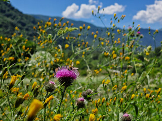 Nature and flowers, beautiful wildflowers in the countryside with mountains, summer landscape, meadow and firs on the hills.