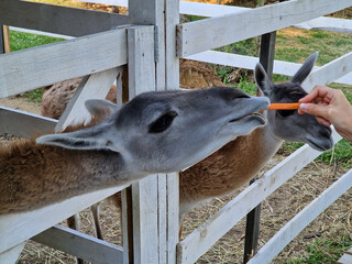 Feed the alpaca carrots. Cute alpaca behind the fence. Farming and cultivation.