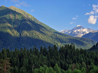 Fototapeta na wymiar Amazing green forest and mountains. Coniferous trees in summer and a snowy mountain in the background. Minimalist photo. Arkhyz, Karachay-Cherkessia, Russia
