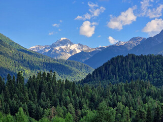 Amazing green forest and mountains. Coniferous trees in summer and a snowy mountain in the background with clouds. Minimalist photo. Arkhyz, Karachay-Cherkessia, Russia