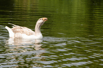 goose on the water