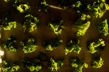 Prepared kale for frying fries, kale leaves arranged on a baking sheet before putting in the oven...