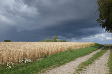 A cornfield in mystical surroundings. The sky is dark and on the verge of a storm. Eerie yet beautiful.