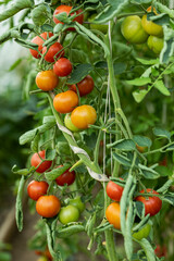 tomatoes ripening in a greenhouse, taken on a sunny day