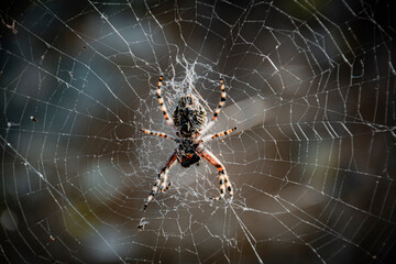 beautiful big spider on the web