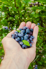 Homegrown blueberry in the hand. Harvesting blueberry in the garden. Highbush, huckleberry or tall...