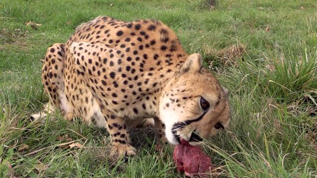 Cheetah eats raw meat on the grass
