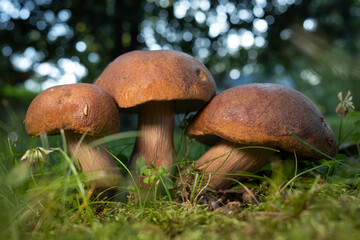 Brown Mushroom in Green Grass