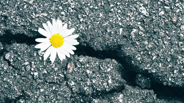Approximation of blooming single chamomile in cracked asphalt.