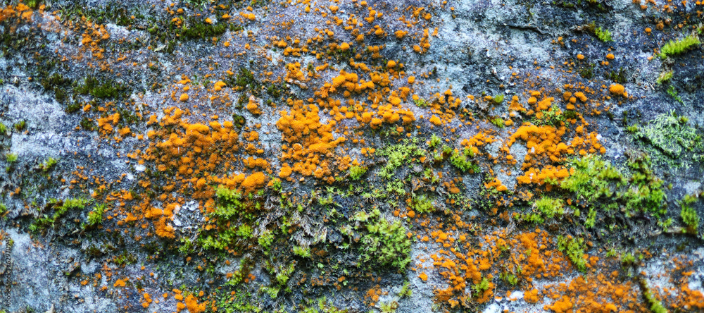 Poster rock surface covered in orange and green lichen growing in patches of different sizes. the rock surf