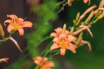 Fototapeta na wymiar Bright orange lily flowers. Orange lily flower in full bloom. Charming lily flowers with long stamens.
