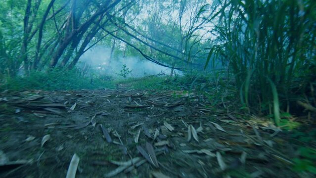 low camera walking in the middle of the woods with fog