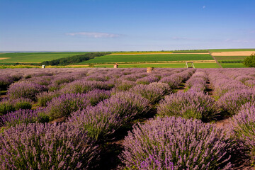 Fototapeta na wymiar Lavender field and rural landscape in the background. Popular spot near Chisinau, Moldova