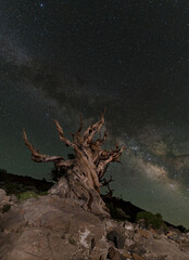 Milky Way over the Bristlecone Pine Forest